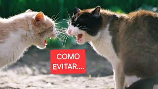 COMO EVITAR BRIGAS DE GATOS [upl. by Skiest]