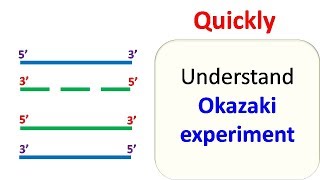 Okazaki experiment [upl. by Wilda887]