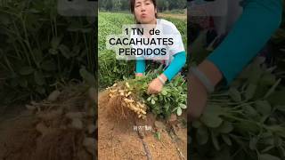 1 TONELADA de CACAHUATES Sin Vender gardening agricultura agriculture farming agro [upl. by Nellaf913]