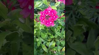 verbena care Tips  How to Grow and care verbena  fun Gardeningplanting verbena plants shorts [upl. by Nauqad]