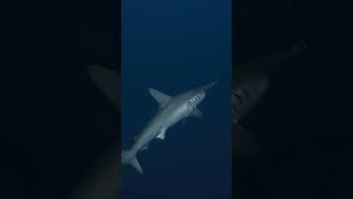 Hammer head shark at 40m in Egypt Scuba Diving in Paradise hammer hammerheadshark shark dive [upl. by Intihw]