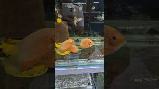 Cichlid  Severum Red Heros Rotkeil Laetacara Araguaiae Mesonauta Festivus Festivum Bayrak [upl. by Eiramllij]