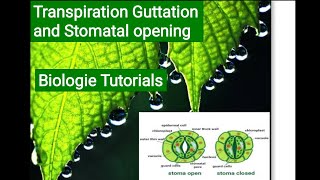 TRANSPIRATION AND STOMATAL OPENINGPLANT PHYSIOLOGY CSIRNET JRF LIFESCIENCE BiologieTutorials [upl. by Qiratla]