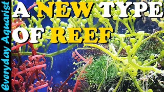 The Joy Of Macroalgae  Why I Keep A Macroalgae Planted Reef Aquarium [upl. by Enoed]