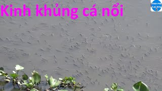 Hiện Tượng Lạ Cá nổi Đầy Sông Ở Kiên Giang mọi người đi vớt cá về ăn fish [upl. by Attenahs]