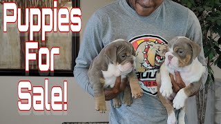 Mini English Bulldog Puppies Looking For Their Forever Homes 😍 [upl. by Kohcztiy]