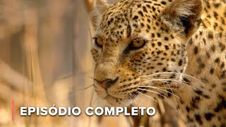 Velho Leopardo vs Orgulho de Leão Uma Luta pela Sobrevivência  Caçadores da África 101 [upl. by Jenine]