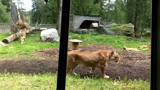 Lejon avslappnade tassar Borås djurpark [upl. by Panta74]