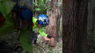 Elm tree cut using Humboldt technique treecutting skills outdoors [upl. by Buell]