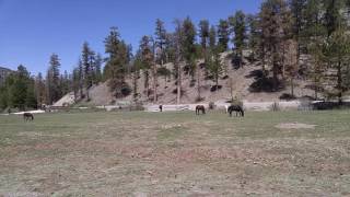 Where the wild horses roam Mt Charleston NV [upl. by Shoemaker]