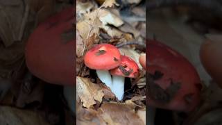 Red Russula mushrooms mushroom nature [upl. by Nosmirc]