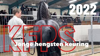 KFPS Royal Friesian Young Stallion Selection 2022 [upl. by Wiggins]