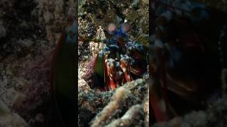 This Shrimp Packs a Punch 🦐💥  The Peacock Mantis Shrimp shorts short animals wildlife [upl. by Seltzer43]