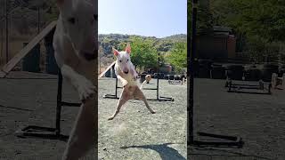 Bull Terrier Jump Training bullterrier [upl. by Quintana]