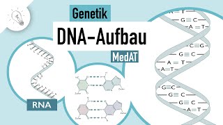 DNA Aufbau  Genetik  MedAT  Biologie [upl. by Rimidalv]