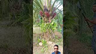 Palm oil tree farm fruit satisfying [upl. by Schafer]