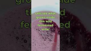 Lets see what yeasts are growing inside wild fermented wine wildfermentation winemaking yeast [upl. by Narda]