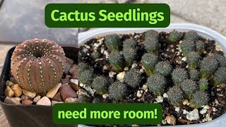 How to Repot Cactus Seedlings  Frailea Castanea [upl. by Feld]