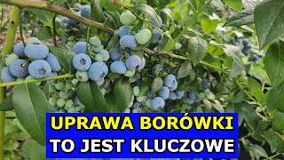 Uprawa Borówki  to jest KLUCZOWE Jak uprawiać Borówkę amerykańską Cięcie Oprysk Nawożenie Wiosną [upl. by Chemesh]