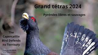 Grand tétras 2024 UHD Dans les Pyrénées The Capercaillie Bird Defends its Territory [upl. by Turnheim]