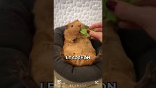 Le rongeur le plus mignon du monde  Le Cochon dInde cochondinde animaux shorts [upl. by Kalinda18]