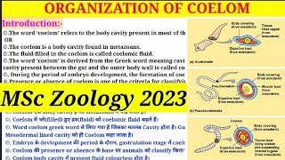 Organization Of Coelom  MSc 1st Semester Zoology  Types of Coelom  Coelomate amp Pseudocoelomate [upl. by Terrilyn]