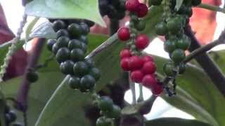 How to Grow Black Pepper Piper nigrum [upl. by Auqinu]