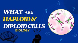 What are Haploid and Diploid Cells [upl. by Flannery]