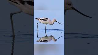 American Avocet Bird 🐥 [upl. by Timus]