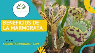 Los Beneficios de Kalanchoe Marmorata  Kalanchoe monarch [upl. by Daugherty]