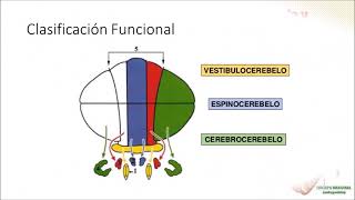 Neurofisiología Cerebelo [upl. by Edan]