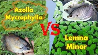 Perbandingan amp Ulasan Lengkap Azolla Mycrophylla dan Lemna Minor Duckweed [upl. by Kadner]