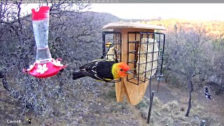 Western Tanager Feeding Frenzy In West Texas – May 5 2021 [upl. by Cosette]