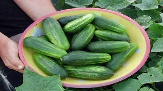 How to Grow Your Own Cucumbers Organically  Gardening Tips [upl. by Edwards]