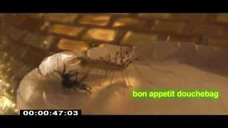 house centipede vs wolf spyder [upl. by Uhej]