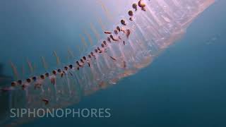 SIPHONOPHORES [upl. by Boleslaw]