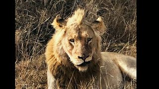 Mbiri Orpen Male Lion Roaring  3 September 2024 [upl. by Aihtekal356]