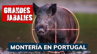 Jabalíes de grandes bocas en Portugal Una de las mejores monterías del año  Iberalia GO [upl. by Florenza]