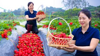 Harvesting Strawberry amp Goes To Market Sell  Gardening And Cooking  Lý Tiểu Vân [upl. by Aisak]