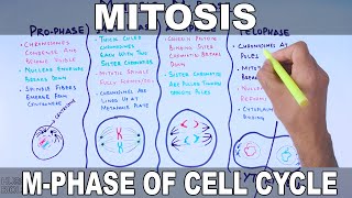 Mitosis  MPhase [upl. by Rifkin899]