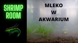 MLEKO w AKWARIUM Czytaj Opis [upl. by Jude]