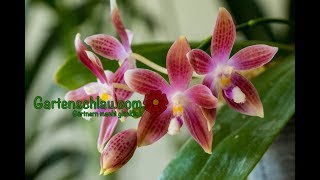 Kann ich Orchideen durch Stecklinge vermehren  Alles über Orchideen 41  Gartenschlaucom [upl. by Tirzah]