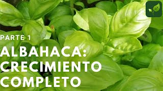 ALBAHACA Siembra Crecimiento y Cuidado Parte 1 [upl. by Nahc]