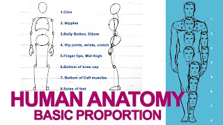 How to Draw amp Stylize Human ANATOMY  7 Tips on Body Proportions  Digital Art Tutorial MediBang [upl. by Notrub]