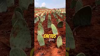 The Hidden Secrets of Cactus Farming Finally Revealed [upl. by Eenar]