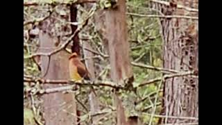 cedar waxwing [upl. by Aurora]