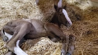 Babys baby horse foal horsebaby [upl. by Nosrac]