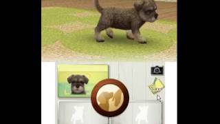 Nintendo 3DS Citra Emulator Nintendogs  Cats  Toy Poodle amp New Friends Game Play [upl. by Lidia]