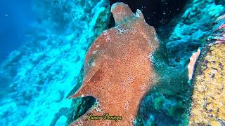 Two Giant Painted Frog Fishes Kissing Each Other In The Underwater World Of Moalboal Cebu Phils [upl. by Dawson]