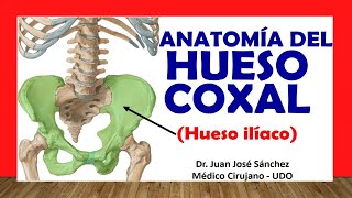 🥇 HUESO COXAL  HUESO ILÍACO Anatomía Fácil y Sencillo [upl. by Nolitta]